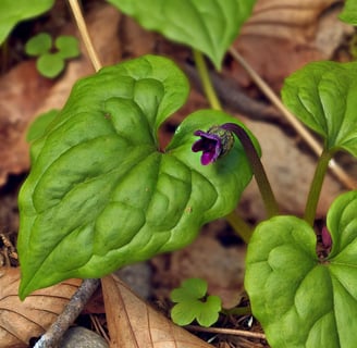 wild ginger in bloom