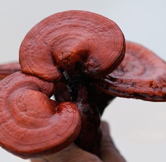 understanding beta-glucans