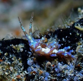 Diving Spots in the Philippines