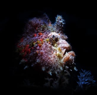 Frogfish tour image