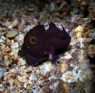 Pez rana ocelado juvenil negro