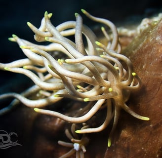 Nudibranquio jamaicano
