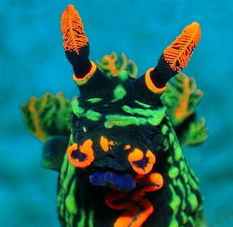 Nudibranch tour image