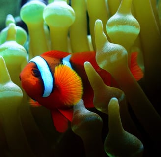 clownfish tour image