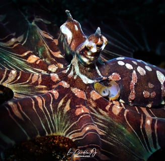 Pulpo wonder