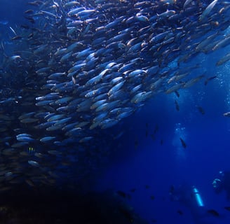 Sardinas tour