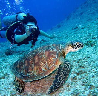 Swim With Sea Turtles