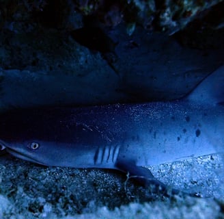 White tip shark tour image