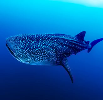 diving tour in the Philippines