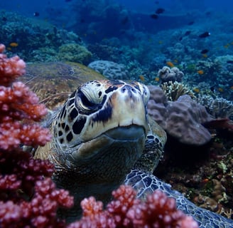 Turtle tour image