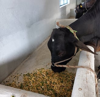 a cow is eating hay in a trough