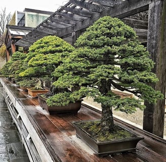 bonsai tree