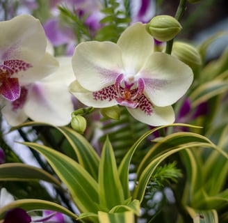 pink and cream faux orchids