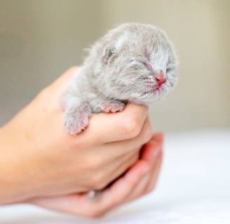 British Shorthair Kitten Fawn Color 