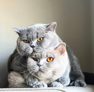 TICA-registered cinnamon British Shorthair from ethical breeder in Georgia