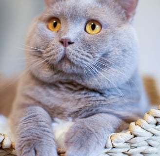 Blue British Shorthair kitten with round face and plush coat