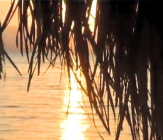 Auringonnousu palmujen lehtien ja meren läpi beduiinien tähden Egyptissä