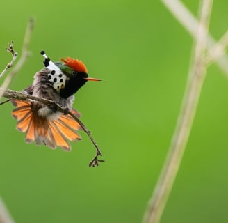 Le coquette de Goud niche à la lisière du parc de Gunma.   