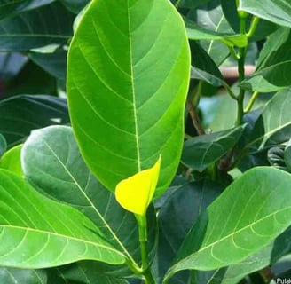 a plant with a yellow flower on a tree