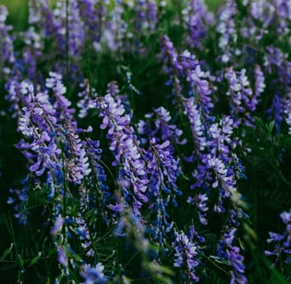 vetch plant with lots of flowers