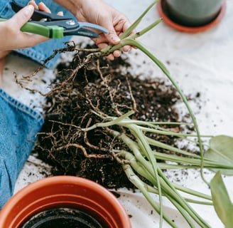 A gardener using a pruner to trim small plants, holding the entire plant with its roots in hand.