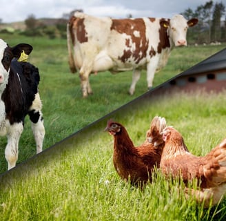 banner of calfs and chickens in a field