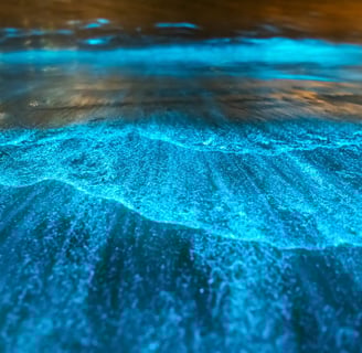 Bioluminescence Isla Holbox Paseo Tours