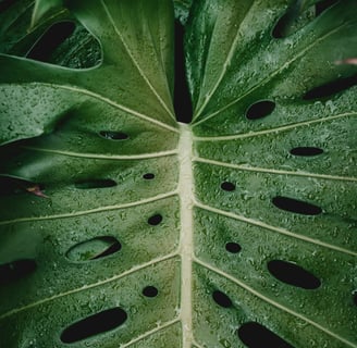Mature fenestrated Monstera leaf with holes and splits