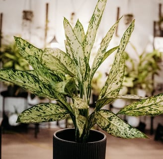 Dieffenbachia plant that doesn't need pruning