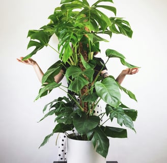 Monstera deliciosa on a moss pole with semi-mature fenestrated leaves