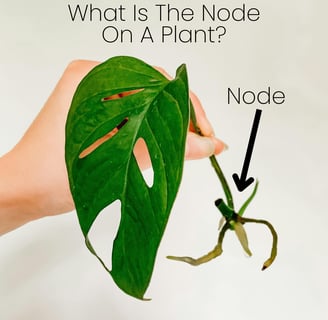 Diagram showing what a node is on a plant