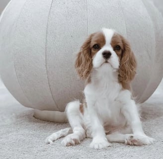 King Charles