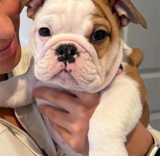 Englishbulldog