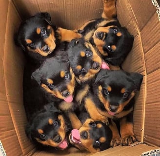 Rottweiler