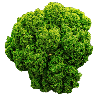 Feuilles frisées de chou kale nain