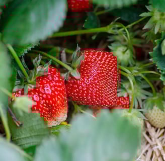 Grosse fraise bien mûre dans un potager de balcon, entourée de feuilles et paillée