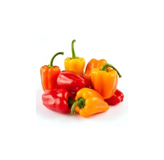 Poivron nain multicolore vif