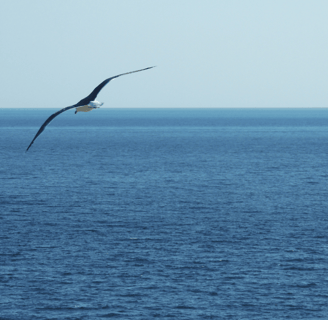 gabbiano mare libertà serenità introspezione