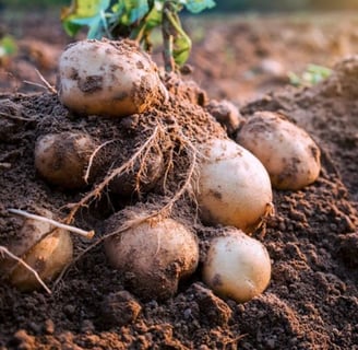 Freshly-dug white skinned organic potatoes on the dirt mound