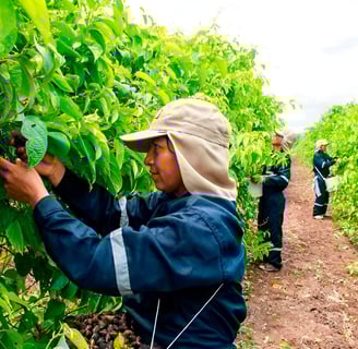 negocio-y-valores-alfredo-tapia-rizzo-cultivos-11