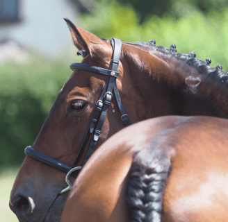 A show horse looking around, showing flexibility