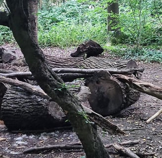 fallen trees and a pile of large logs  in a wood with trees