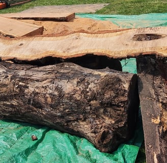 a large tree stump and freshly sawn slabs from a tree trunk