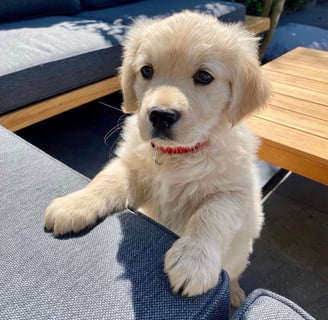 Available Golden Retrievers