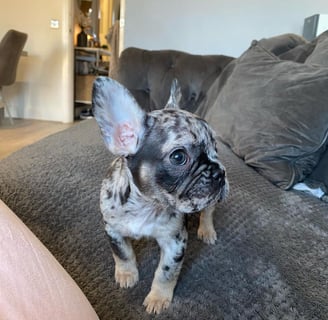 French Bulldog Puppies available