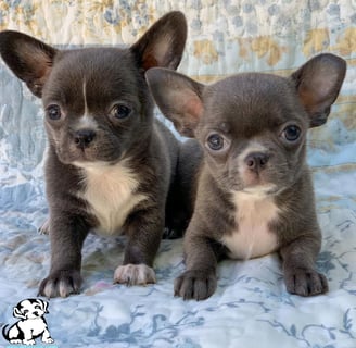 Toy Chihuahuas are sitting on a bed