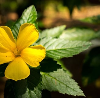 Damiana Leaf