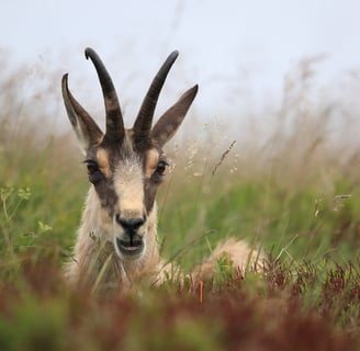 Horny Goat Weed