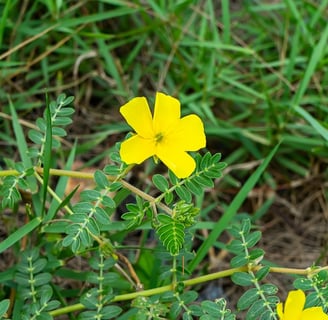 Tribulus Terrestris