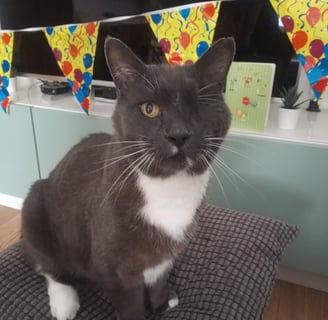 a cat sitting on a cushion or a pillow